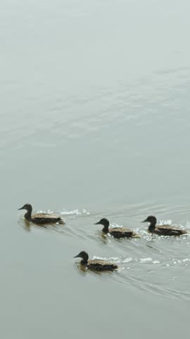 A group of ducks gliding gracefully on the sparkling lake water. Vertical video