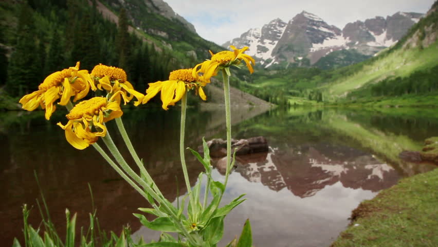 (1283) Aspen Maroon Bells Peaks Colorado Rocky Mountain Lake Wildflowers LOOP. Themes of summer tourism, adventure, getaways, travel, wilderness, exploration, nature in the Colorado Rocky Mountains.