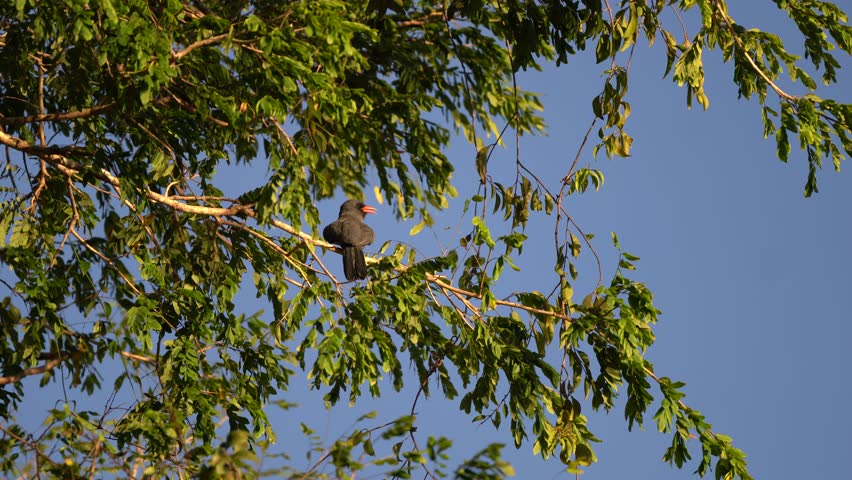 Black-bearded or black-headed rain-creeper scientific: Monasa nigrifrons is a species of bird in the Bucconidae family. It is also known as the black-headed fire-creeper, floodplain fire-creeper, blac