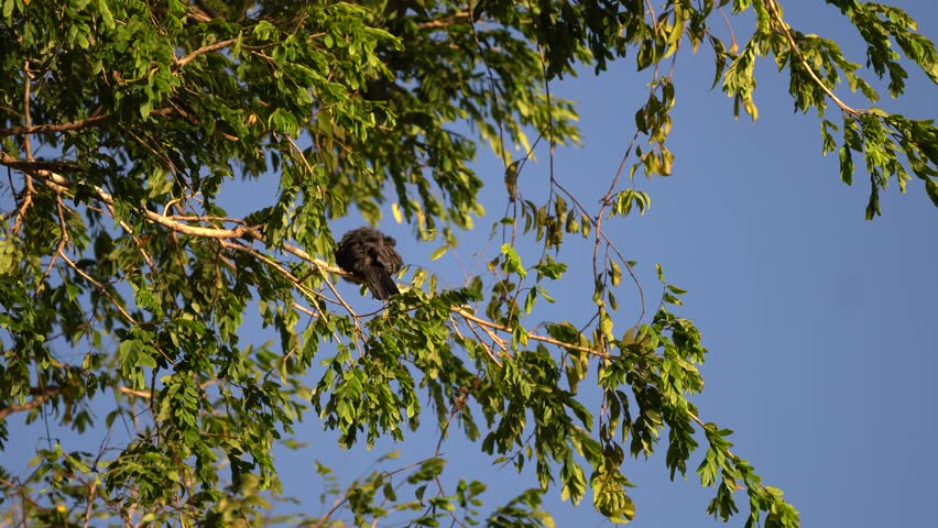 Black-bearded or black-headed rain-creeper scientific: Monasa nigrifrons is a species of bird in the Bucconidae family. It is also known as the black-headed fire-creeper, floodplain fire-creeper, blac