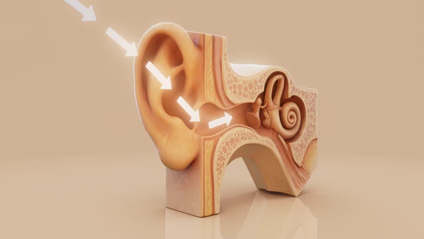 Conceptual 3D animation of an ear anatomy