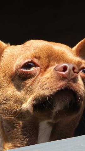 Portrait of a brown dog in close-up. A pet with big ears. A purebred puppy. A small, angry but cute dog. Decorative chihuahua breed. Taking care of a pet. The companion dog of the smallest dog