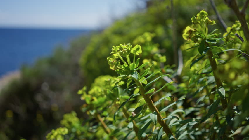 Vibrant euphorbia plants with green leaves and yellow flowers overlooking blue sea under clear sky in mallorca, spain depicting mediterranean nature outdoors coastline scenery