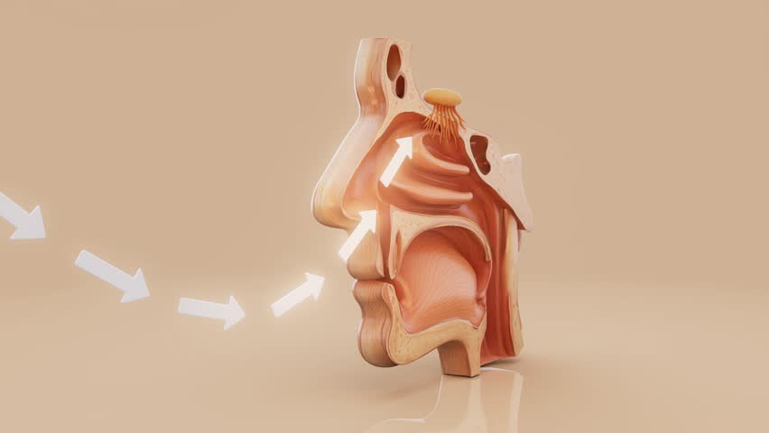Conceptual 3D animation of a nose anatomy
