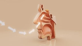 Conceptual 3D animation of a nose anatomy - Powered by Shutterstock - Get 15% off with code: PIKWIZARD15