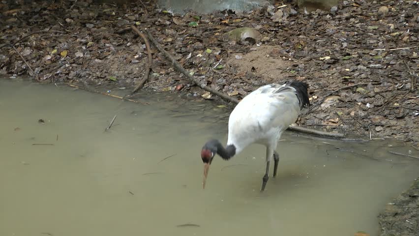 A black necked crane eating fish 