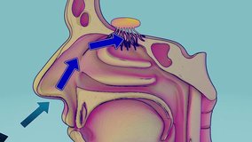 Conceptual 3D animation of a nose anatomy - Powered by Shutterstock - Get 15% off with code: PIKWIZARD15