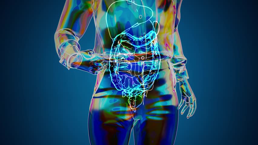 Conceptual 3D animation of a woman's gut