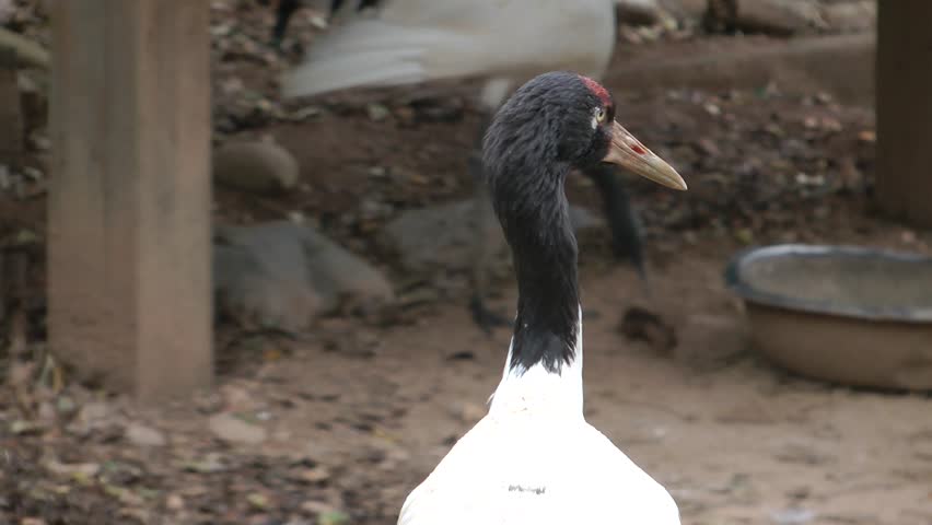 A black necked crane head 