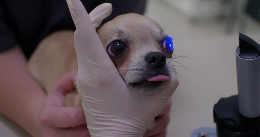 Painting the cornea of the dog for erosion. The veterinary ophthalmologist in gloves carefully examines the eyes of a small dog using a specialized slit lamp, evaluating its eye health.