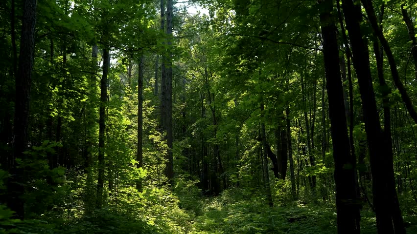 Movement among green trees in a summer forest