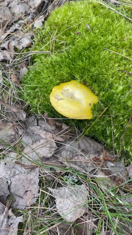  mushroom picking in the forest. A hand with red nails carefully picks a yellow russula mushroom growing in soft green moss. Wild foraging, eco lifestyle, autumn forest atmosphere.