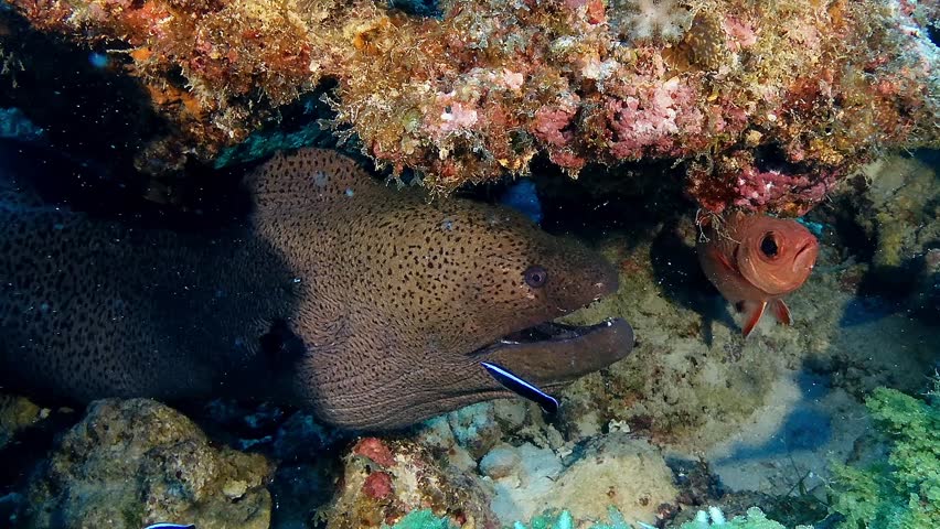Close-up underwater footage of a giant moray eel in Mauritius. Fascinating marine predator, vibrant coral reef. Concept of ocean wildlife, diving. Ideal for nature documentaries, educational content.