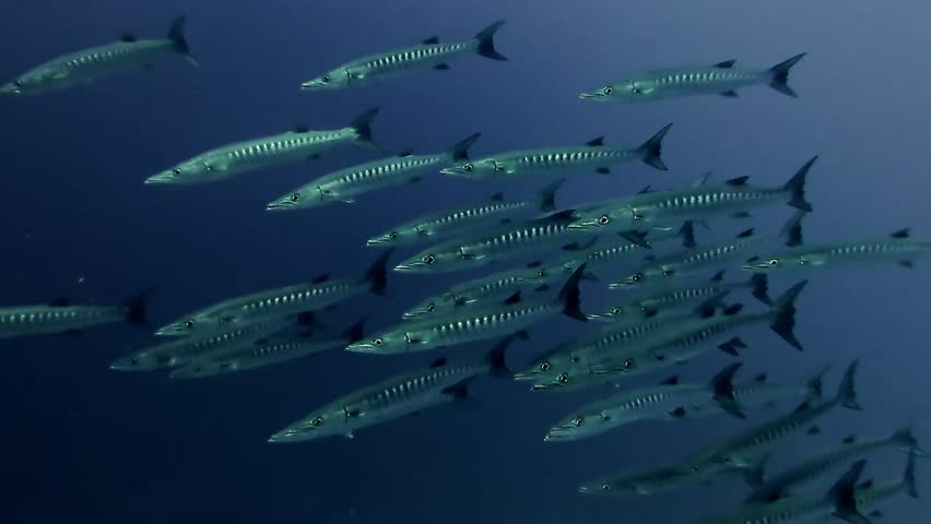 Scene of a school of barracudas in Mauritius waters. Dynamic marine life, ocean ecosystem. Concept of underwater adventure, wildlife. Ideal for nature documentaries, diving, and ocean conservation.