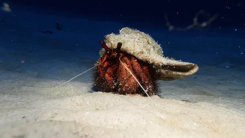 A hermit crab crawls across the sandy seafloor in Mauritius. Its textured shell and vivid red body contrast beautifully with the underwater stillness. Close-up marine life encounter.