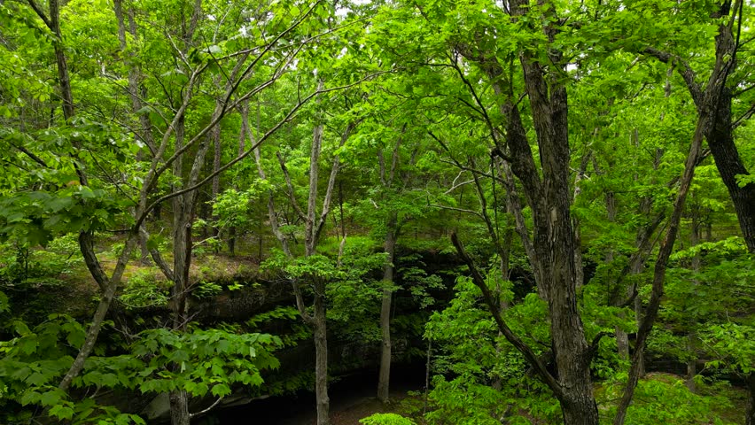 A shot looking through the trees of a Missouri forest into Hickory Canyon. The lush woodland habitat is full of moss and ferns.