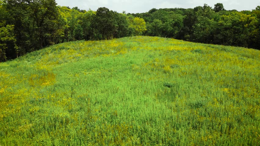 A drone shot looking over a remnant prairie in Illinois. Yellow wildflowers are blooming, giving the landscape a golden hue.