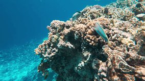 Acanthurus sohal. Sohal surgeonfish or sohal tang at coral reef in Red sea - Powered by Shutterstock - Get 15% off with code: PIKWIZARD15