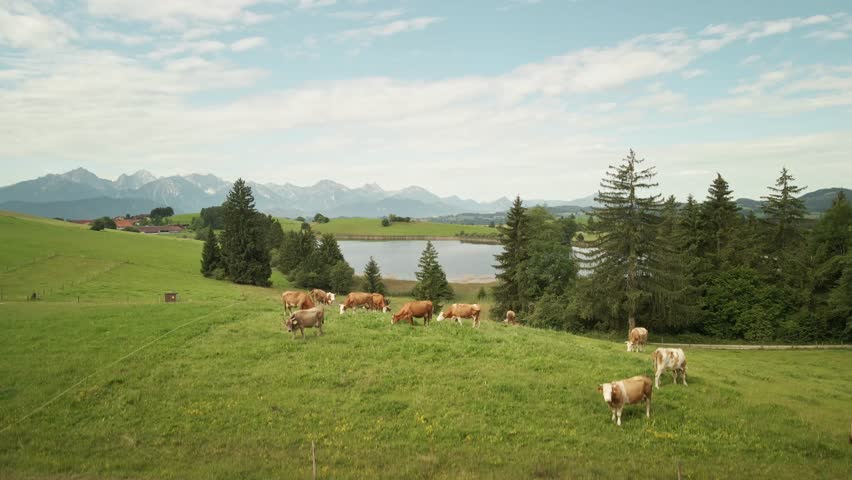 Drone ascends over cows grazing near a lake in Allgäu, revealing the stunning German Alps in the background.