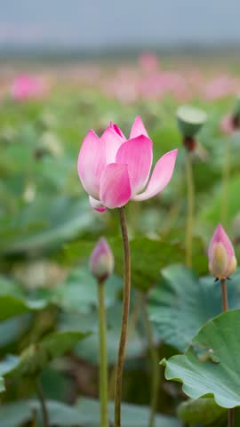 Lotus buds bloom in field for tea production closeup, soft focus. Pink blossoms with leaves, traditional harvesting, tea ingredients prepared fresh, Vietnam flower field. 