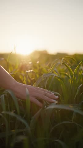 Female hand brushing through green grass in evening sunlight representing nature love relaxation mindfulness and ecological harmony in peaceful countryside environment