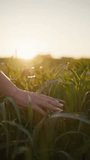 Female hand brushing through green grass in evening sunlight representing nature love relaxation mindfulness and ecological harmony in peaceful countryside environment - Powered by Shutterstock - Get 15% off with code: PIKWIZARD15