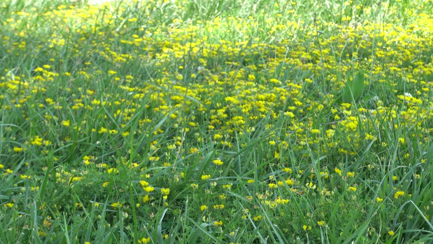 Green meadow with inspiring little yellow flowers