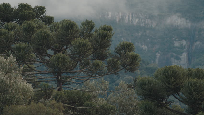 Clouds form and fly over the hills covered with forest. Brazilian Highlands near the town of Urubici