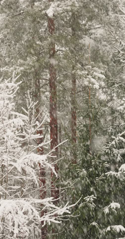 The heavy snowfall in a wild park, winter fairy tale in the forest, snow-covered tree branches, large flakes of snow are slowly falling, nobody, snow storm, blizzard
