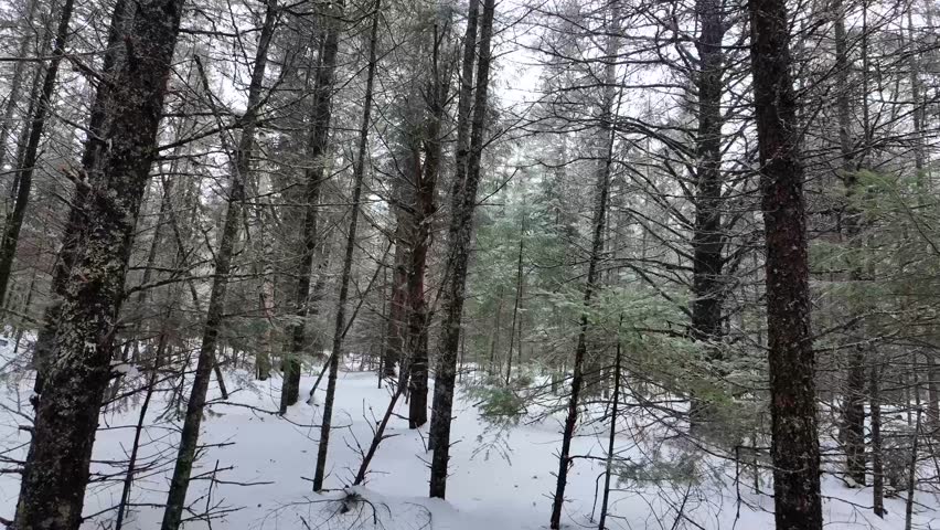 Algonquin Provincial Park, Ontario, Canada in the winter