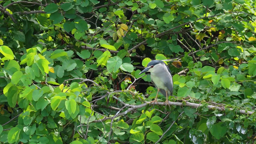 Adult Black-crowned Night-Heron(Nycticorax nycticorax hoactli) on wetlands tree
