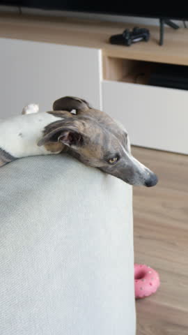 Whippet dog relaxing on sofa in cozy home, vertical