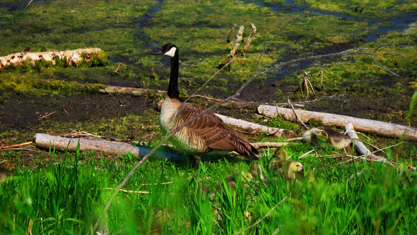 Canada geese with over 20 goslings rest and feed peacefully by a lakeshore on a calm June morning in Elk Island National Park, Alberta, Canada. Captured at normal speed.
