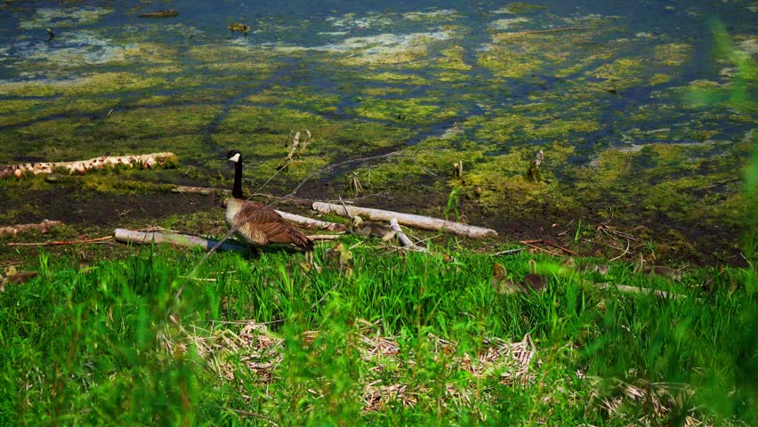 Canada geese with over 20 goslings rest and feed peacefully by a lakeshore on a calm June morning in Elk Island National Park, Alberta, Canada. Captured at normal speed.
