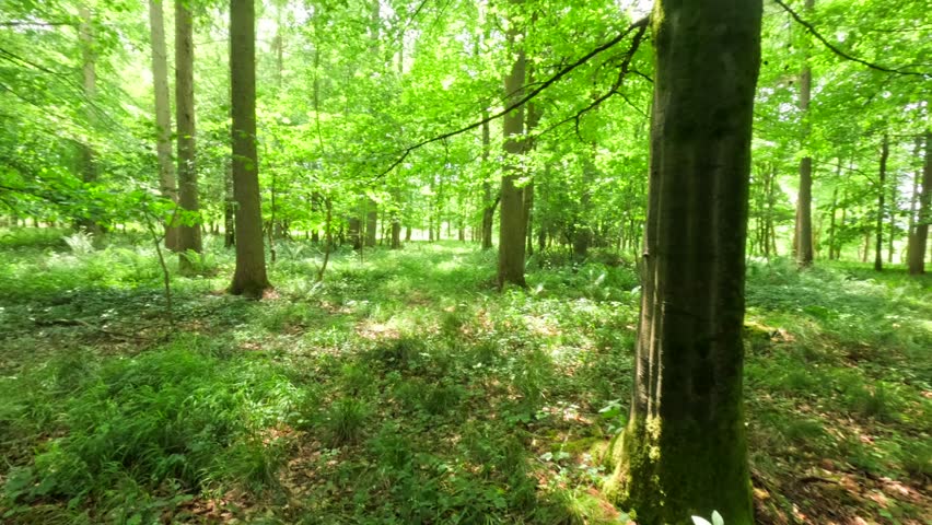  walking in the woods in  Miserden VIllage, Stroud District, Gloucestershire, England, uk
