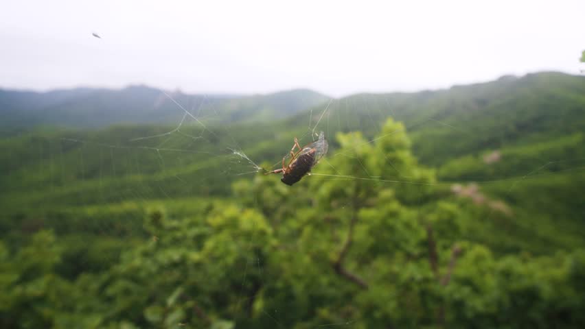 The cicada is trapped in the spider's web, But it continues to sing, unconditioned reflex actions. Sikhote Alin mountains