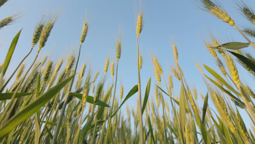 Swaying rye ears in summer breeze against clear blue sky. Secale cereale.