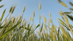 Swaying rye ears in summer breeze against clear blue sky. Secale cereale. - Powered by Shutterstock - Get 15% off with code: PIKWIZARD15