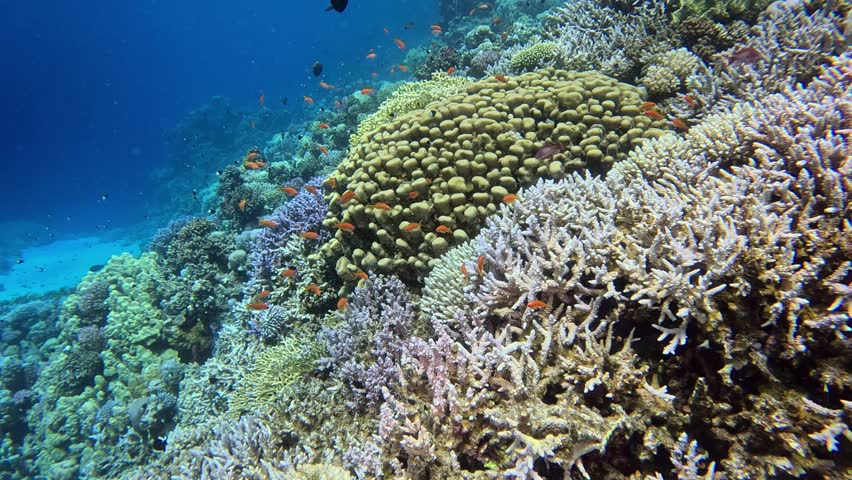 Underwater landscape, coral reef with many tropical fish of different species against the backdrop of blue water in the Red Sea