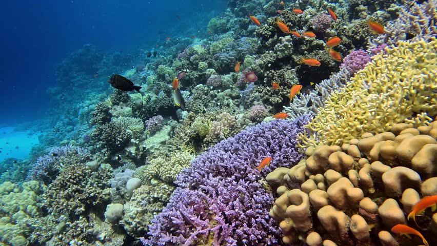 Underwater landscape, coral reef with many tropical fish of different species against the backdrop of blue water in the Red Sea