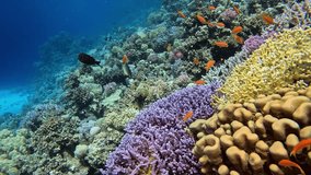 Underwater landscape, coral reef with many tropical fish of different species against the backdrop of blue water in the Red Sea - Powered by Shutterstock - Get 15% off with code: PIKWIZARD15