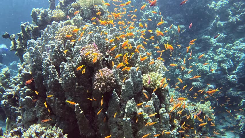 Underwater landscape, coral reef with many tropical fish of different species against the backdrop of blue water in the Red Sea