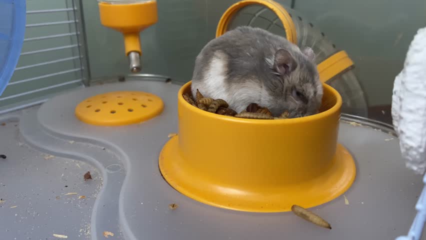 Sightless Winter White Dwarf Hamster (Phodopus sungorus) eats dry food sitting in a bowl. Russian dwarf or Djungarian hamster eats of dried insect, larvae. Organic protein for pet and rodent.