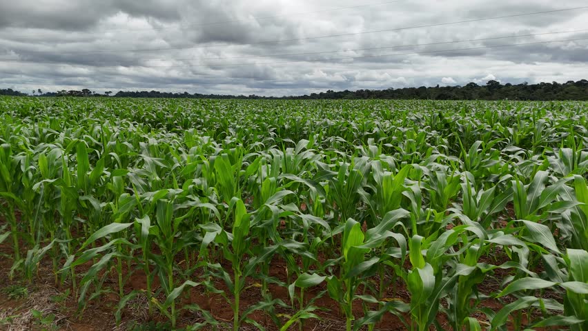 Corn planting is done both in the so-called safrinha and in the main harvest, that is, the summer harvest.