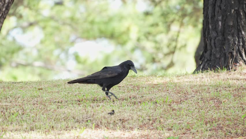 crow is in a field