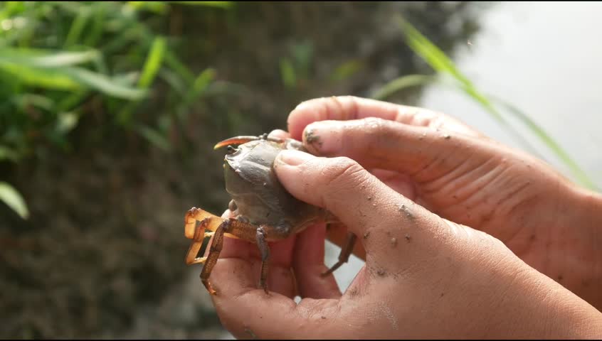 hand catching field crab or yuyu (Gecarcinucoidea)