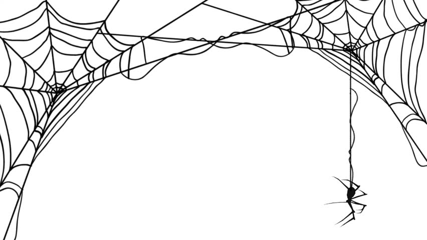 Animated halloween spider web, the spider goes down and goes up hanging on and walking across its own wire on white background