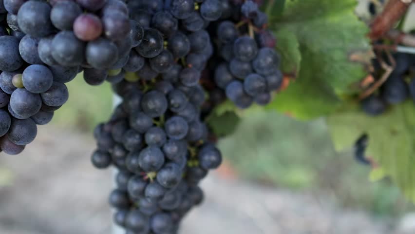 Close-up of grapes ripening on the vine