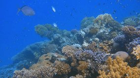 Underwater Coral Reef Ecosystem with Diverse Fish Species - Powered by Shutterstock - Get 15% off with code: PIKWIZARD15