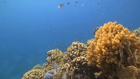 Underwater Coral Reef Scene, Vibrant Yellow Coral Formation, Tropical Fish - Powered by Shutterstock - Get 15% off with code: PIKWIZARD15